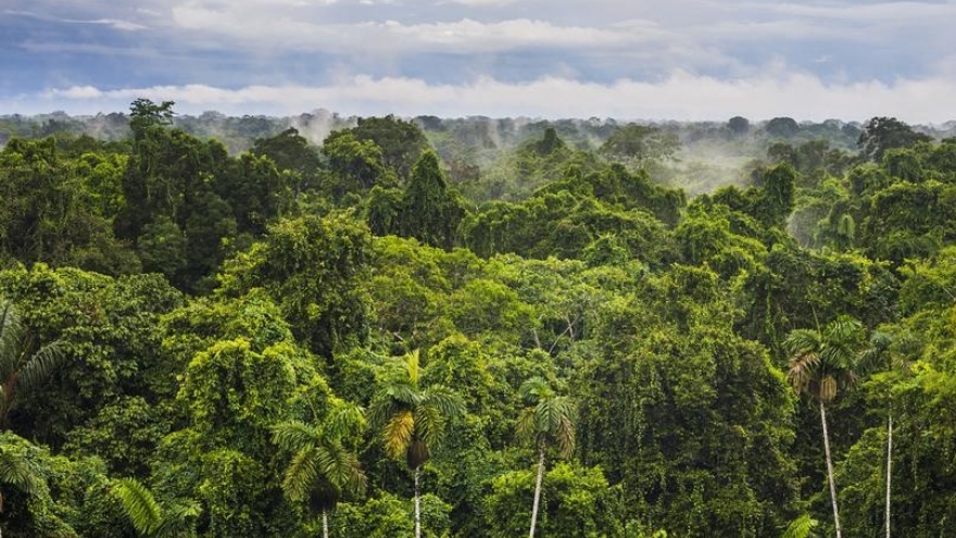 Một nửa rừng nhiệt đới Amazon có nguy cơ biến thành thảo nguyên